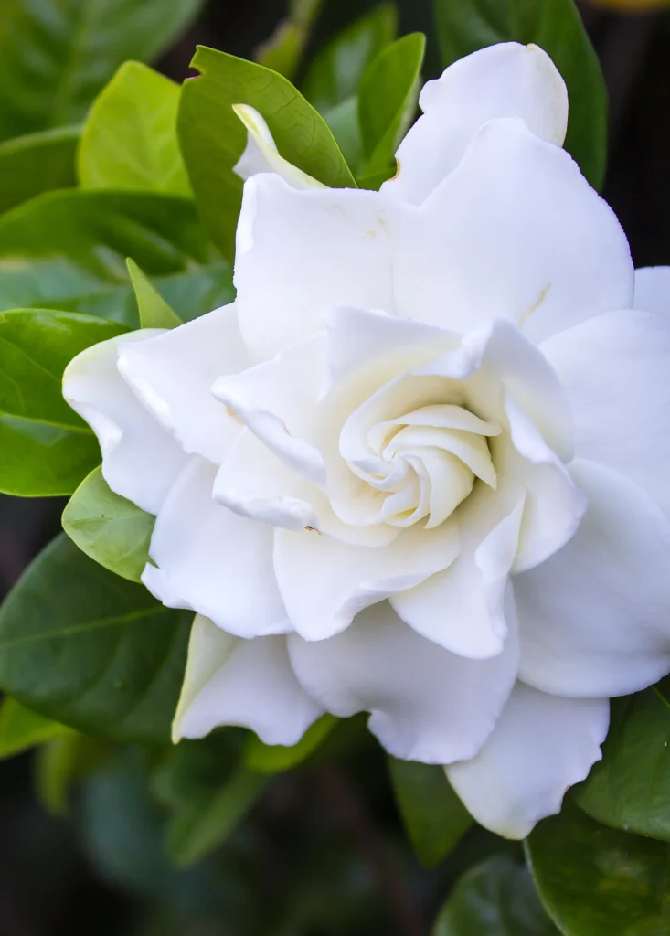 White Belmont Gardenia flower surrounded by glossy green leaves