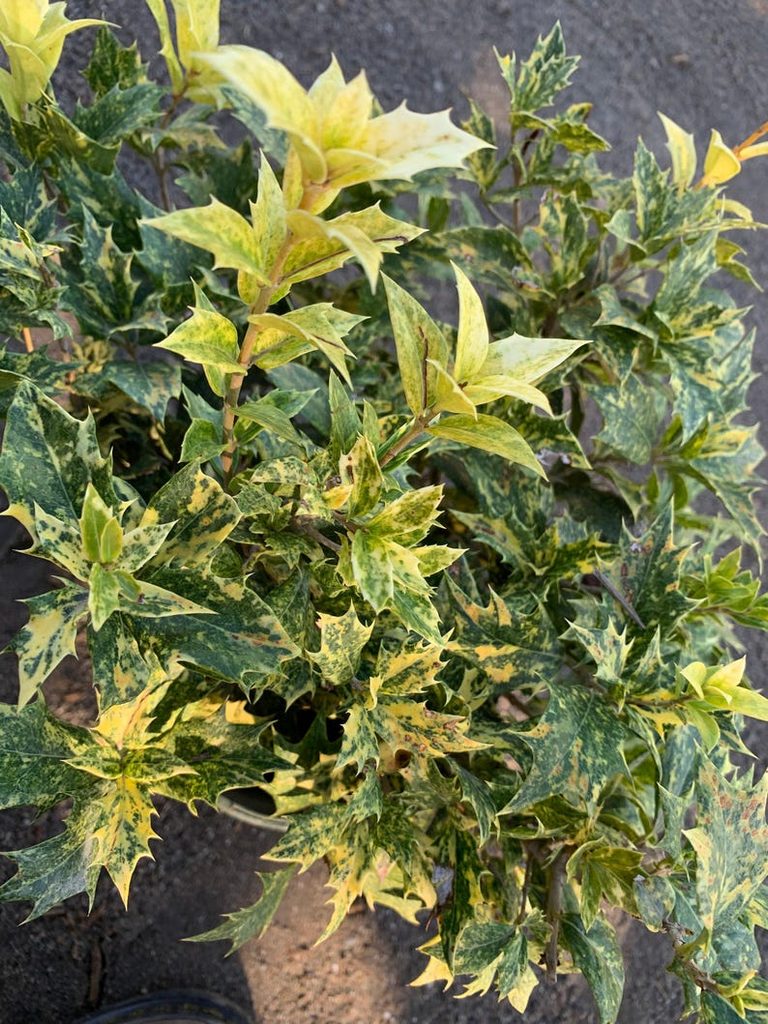 Goshiki False Holly shrub with variegated green, cream, and golden leaves